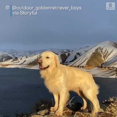 A dog named King Teton overlooked the spectacular scenery of Lucky Peak Lake in Idaho.