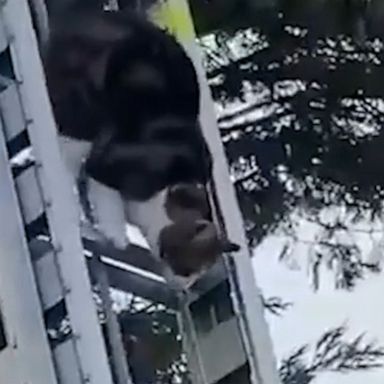 As fire crews pitched a ladder, the grateful feline slowly clambered down it before firefighters had started their ascent.