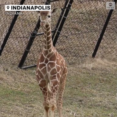 A young giraffe enjoyed its first day outside, spending several hours exploring the zoo with the rest of the giraffe herd.