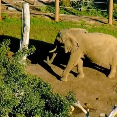 Jose Navarrete, 25, allegedly trespassed into the San Diego Zoo's elephant habitat while carrying his 2-year-old daughter. 