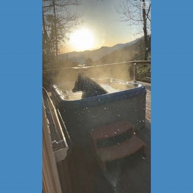 A black bear soaked in a hot tub on the deck of a vacationer’s cabin in the Great Smoky Mountains in Tennessee.