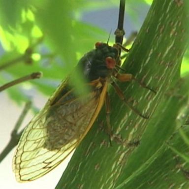 VIDEO: ‘It’s Not Too Late’ with Ginger Zee: Cicadas are coming 