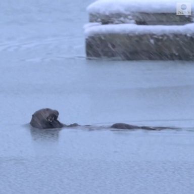 An unflappable sea otter swam through icy waters, searching for food at the Glacier Bay National Park and Preserve Alaska.