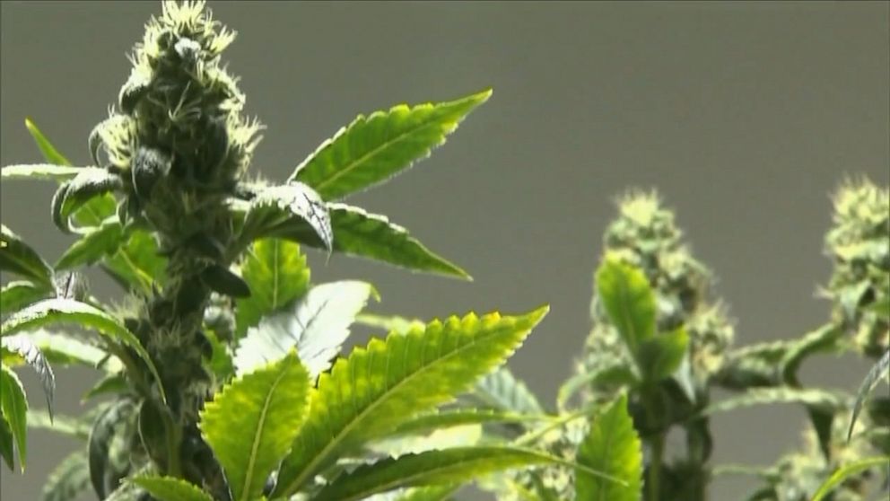 Possession of medical marijuana passes Senate Judiciary Committee - News -  wsmv.com