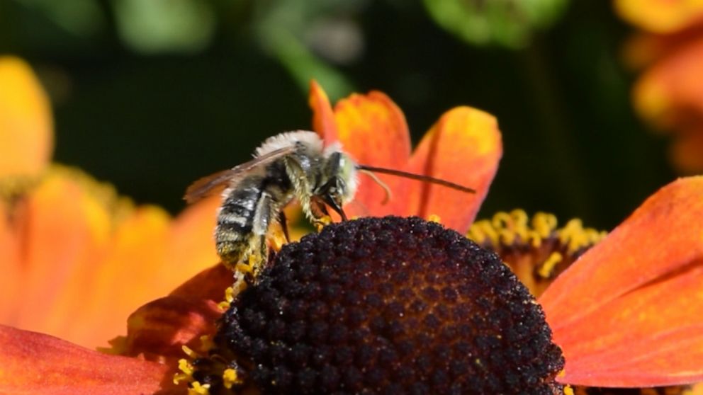 Bee onlyfans honey HoneyBee Leaked