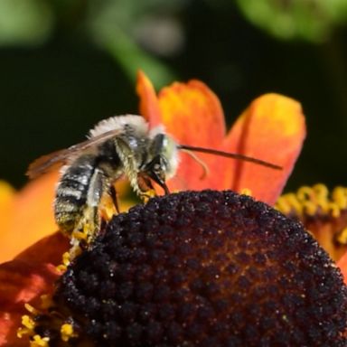 One-quarter of bumblebees face extinction. Here are some simple ways you can help.