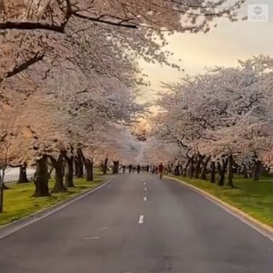 The rows of cherry blossom trees provided a colorful spring experience to bicycle riders in Washington, D.C.