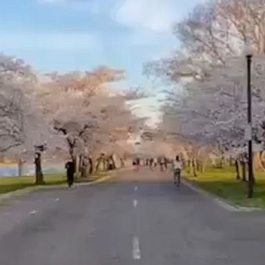 The blooming cherry blossom trees were an idyllic tableau. 