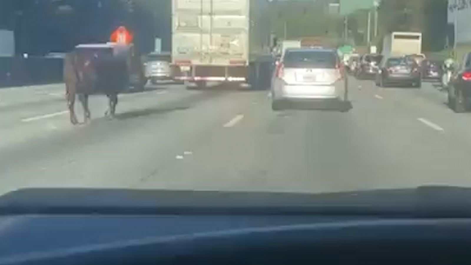 Cow halts traffic on interstate - Good Morning America