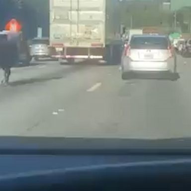 A runaway cow halted traffic on a Metro Atlanta interstate before several officers safely captured and returned the animal.