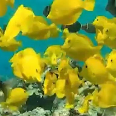 A vlogger films dolphins, turtles, tropical fish and a whitetip reef shark while swimming in Hawaii’s crystal-clear waters. 