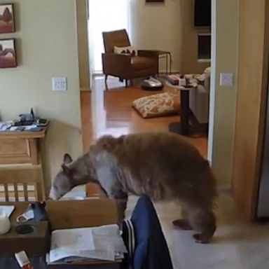 A bear was chased out of a Southern California home by two small but fierce terriers.