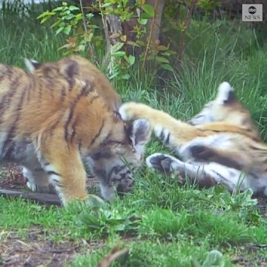 Three adorable tiger cubs born last year made their public debut at Cleveland Metroparks Zoo in Ohio.