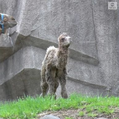 A 94-pound male Bactrian camel calf was moving shortly after birth and taken care of throughout the day, according to Milwaukee County Zoo.