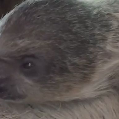 A baby two-toed sloth was welcomed to the world at a zoo in Melbourne, Florida.