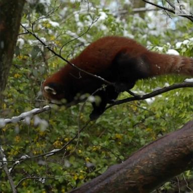 Red pandas enjoyed an unexpected April snow at the Cincinnati Zoo.