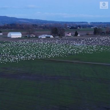 A huge flock of snow geese flew across fields in La Conner, Washington, ahead of their annual migration to the north.