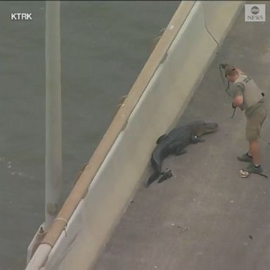 The reptile created traffic delays along a Houston highway before being removed to safety.