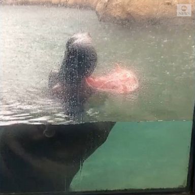 Fiona, the hippo, caught raindrops for hours on a rainy day at the Cincinnati Zoo in Ohio.