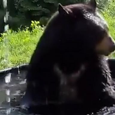 Playful Takoda enjoyed a quick spring clean, hopping into a cool bath at the Oregon Zoo.