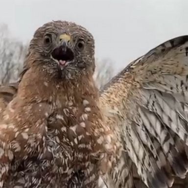 A New Hampshire woman thought by helping a hawk out of her pool, it would happily fly free.