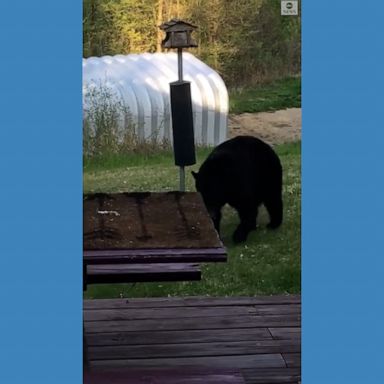 A curious black bear helped itself to a bird feeder at a Wisconsin cabin.