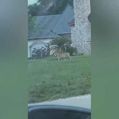 A tiger was spotted roaming in the front yard of a house in Houston, Texas, on Sunday.