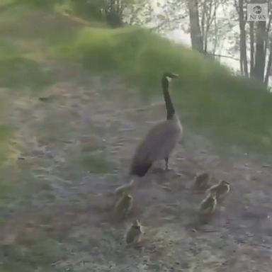 This video of police in Ottawa rescuing a mother goose and her goslings will make your day.