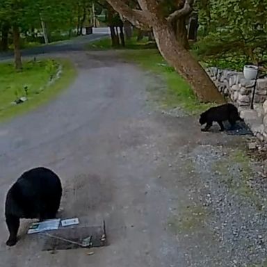 Three bears explored a piece of property in Montebello, New York.