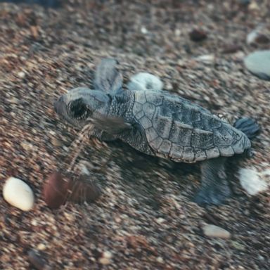 Unpaid volunteers may soon be banned from helping to save the turtles.