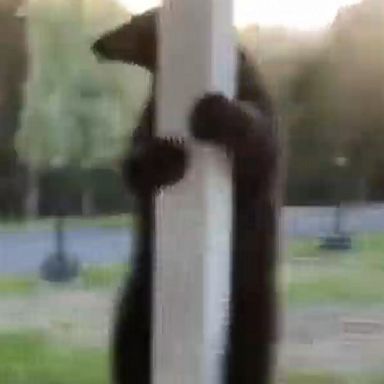 This acrobatic bear helped itself to some bird seed outside a Maine family’s home, with one resident unsuccessfully pleading with the bear to go somewhere else.