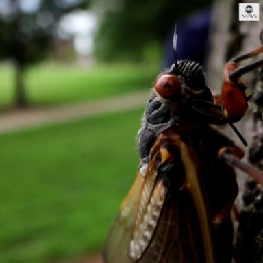 A BUG'S LIFE: After living underground for 17 years, billions of red-eyed insects are emerging from the earth for a few brief weeks of life above ground, as part of a bizarre survival strategy.