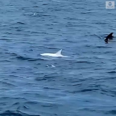 A rarely seen albino Risso's dolphin made an appearance alongside a pod of 30 to 50 companions off the coast of Dana Point, California.