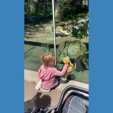 Here, kitty!: A young visitor to the Philadelphia Zoo introduced her favorite stuffed animal to an Amur leopard -- with the big cat appearing quite amused.