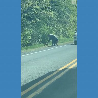 Some Good Samaritans helped a pair of fawns cross the road near a highway in Wisconsin, guiding them back to the woods safely. 