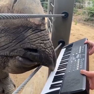 Rhino riff: Bandhu, a one-horned rhinoceros, celebrated his twelfth birthday by showing off his keyboard skills.