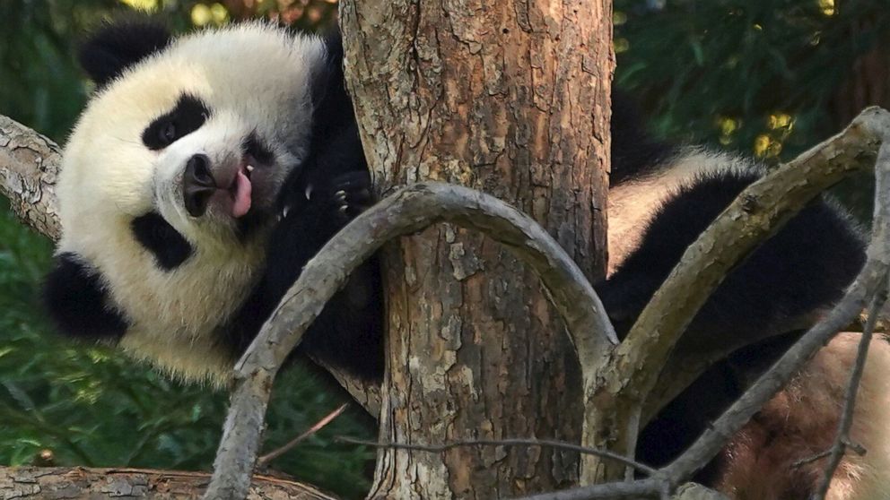 Video 'Little Miracle' panda cub makes public debut as National Zoo ...