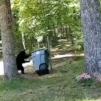 A young black bear was not willing to give up opening a resident's trash can to see what was inside. The animal attempted to pry it open more than four times.