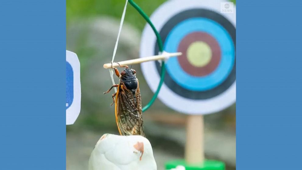 Video Cicadas make their Olympic debut ABC News