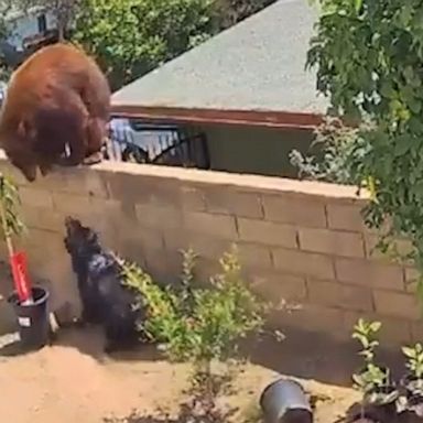 A 17-year-old wasted no time fending off a huge bear, pushing it off a wall before it could get to the dogs in her backyard.