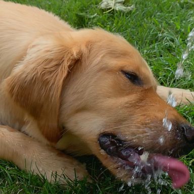 A few tips for staying safe in record-breaking high temperatures.