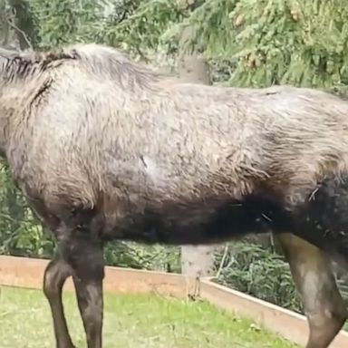 A moose calf ran around a backyard in Anchorage, Alaska. 