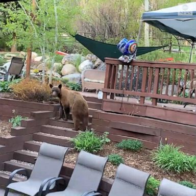 A Colorado resident captured a video of a brown bear repeatedly coming to back his porch.