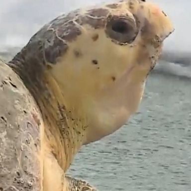 Caretakers at the Loggerhead Marinelife Center in Florida celebrated World Ocean Day by releasing a rehabilitated turtle named Parrothead back into the ocean.