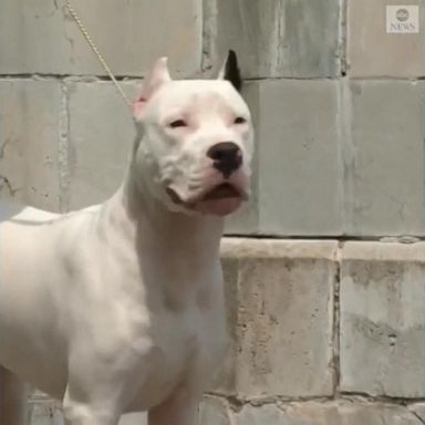 PHOTO: Meet the new four-legged breeds set fur puppy fame as they compete in the 145th annual Westminster Kennel Club Dog Show in Tarrytown, New York.