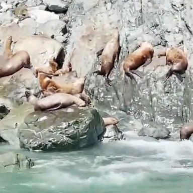 A pod of sea lions was spotted lazing about and soaking up some sun in Alaska.