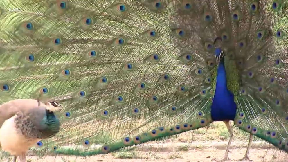Download Los Angeles County S Peacock Problem Video Abc News