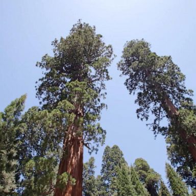 VIDEO: Saving sequoias from wildfires driven by climate change