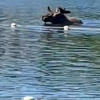 A moose in Alaska decided to take a dip. Swimmers were encouraged to admire it—from a safe distance.