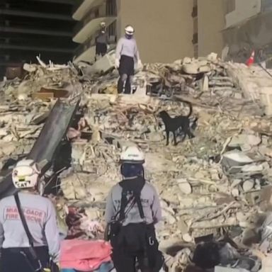 PHOTO: A rescue dog named Phorce joins the ongoing search-and-rescue operations as many remain missing following the partial collapse of an apartment building in Surfside, Florida.